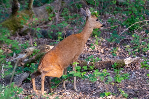 Obraz deer in the woods doing a pee
