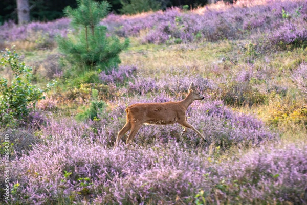 Obraz deer in a purple heather field