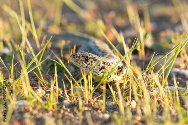 Obraz Lizard in the grass at the Veluwe Netherlands