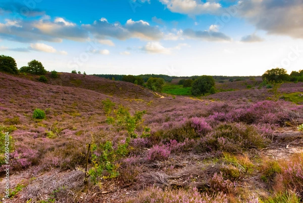 Obraz Heather field in the Netherlands Veluwe