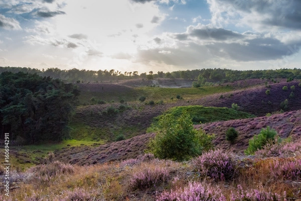 Obraz Heath field on de Veluwe Posbank Netherlands