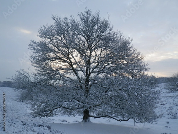 Obraz lonely oak tree in the snow