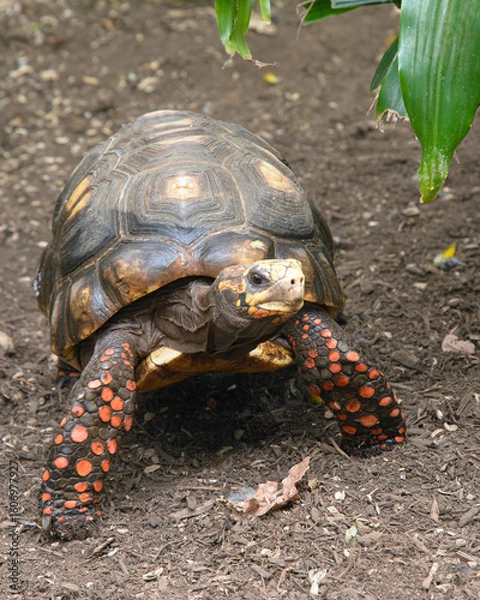 Obraz Red-footed tortoise on brown soil looking at camera