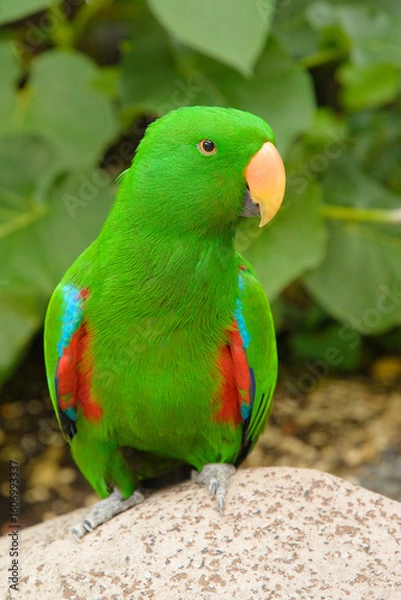Obraz Eclectus parrot male