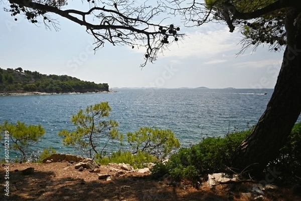 Fototapeta Seascape with pine trees and turquoise Mediterranean sea in Croatia