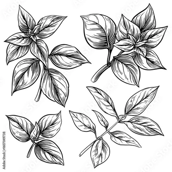 Fototapeta A collection of hand-drawn mint parts, including sprigs and leaves, in a modern black outline style on white