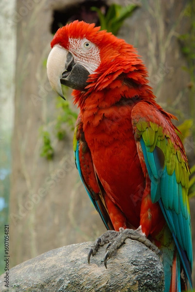 Obraz green winged macaw with ruffled feathers