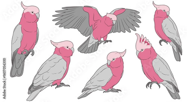 Fototapeta Galah birds in various poses with grey and pink plumage  
