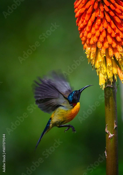 Fototapeta Green-tailed Sunbird moving into a flower to feed