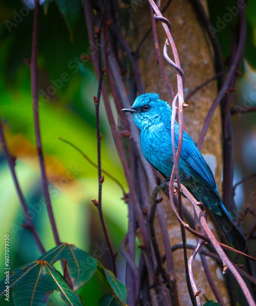 Fototapeta A Verditer Flycatcher perched on a branch