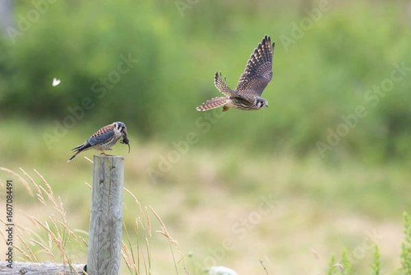 Obraz American Kestrel