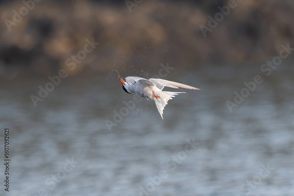 Obraz Common Tern
