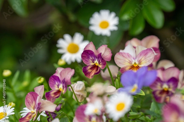 Fototapeta 賑やかな春の花壇のパンジー
