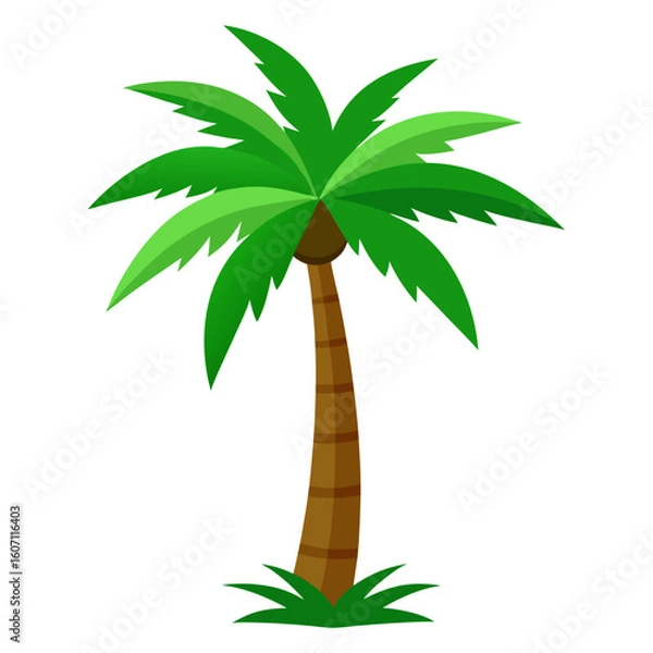 Fototapeta palm tree on white background