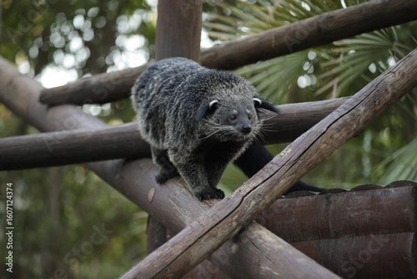 Obraz Binturong in Zoo