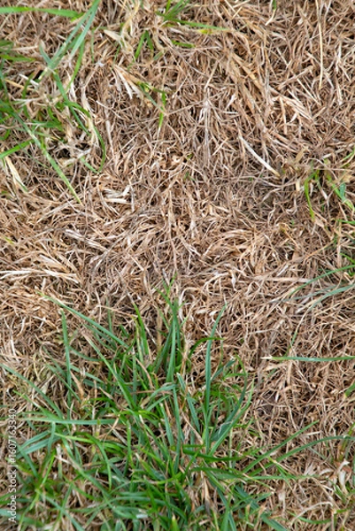 Fototapeta Close up of dry grass lawn with weeds after a hosepipe ban