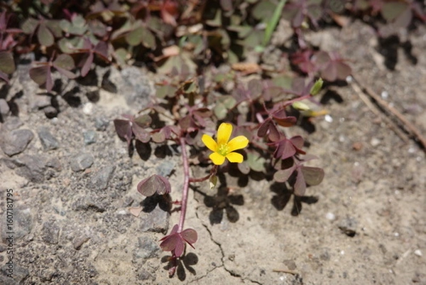 Obraz 荒地でもたくましく育ち、可憐な花を咲かせるアカカタバミ。