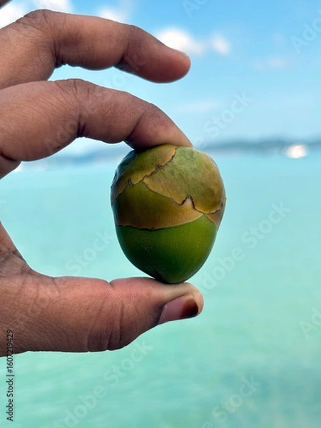 Fototapeta A hand delicately holds a small, green coconut against a blurry backdrop of turquoise ocean and sky, hinting at a tropical paradise.