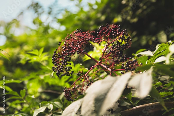Obraz Elderberry plant cluster in summer