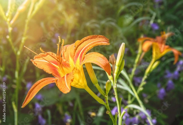Fototapeta Close-up of orange daylily backlit by sun, daytime, nobody