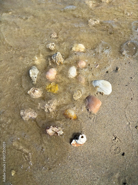 Fototapeta A scattering of diverse seashells and small stones, some partially submerged in shallow water on a sandy beach, illuminated by the sun, perfect for beachcombing.