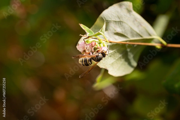 Obraz European paper wasp Vespa vulgaris bathed in sunlight feeding on nectar and gathering pollen pollinating a pink flowering plant