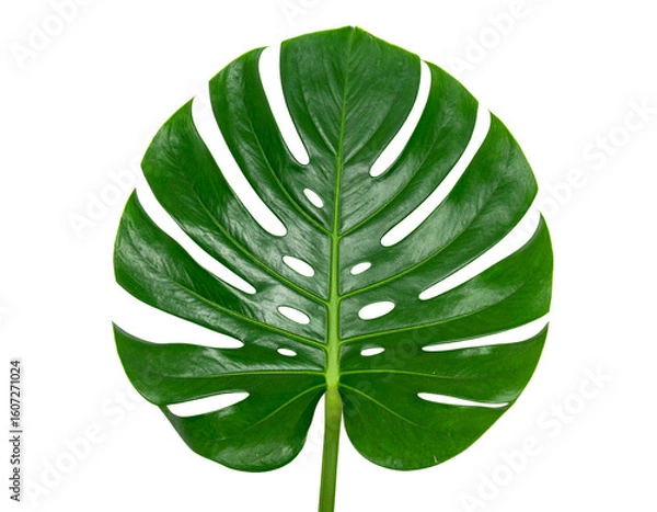 Obraz Green monstera leaf isolated on white