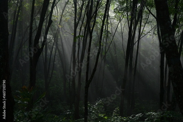 Fototapeta Mystical forest scene with sunlight filtering through the trees, creating a magical atmosphere