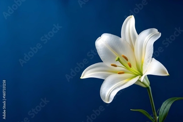 Fototapeta White lily with curved petals, orange anthers and green pistil on dark blue background in closeup composition highlighting delicate beauty