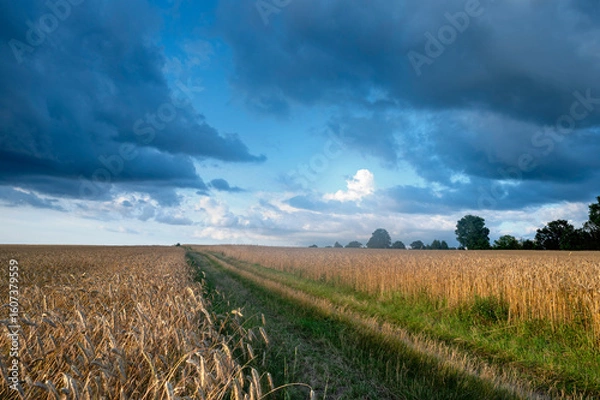 Obraz droga polna pośród zbóż