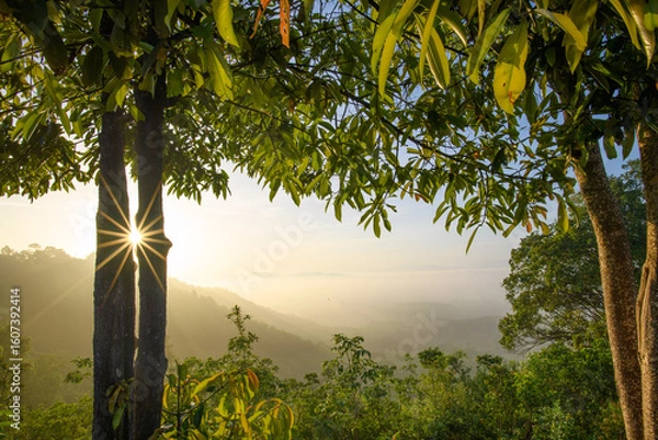Fototapeta Sunrise viewed through trees, with the sun casting a golden light over a lush landscape