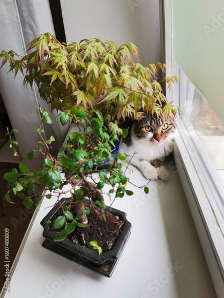 Fototapeta Cute tabby cat looking from a window sill sitting behind maple and ulmus parvifolia bonsai trees