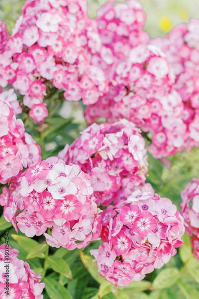 Obraz pink hydrangea flowers