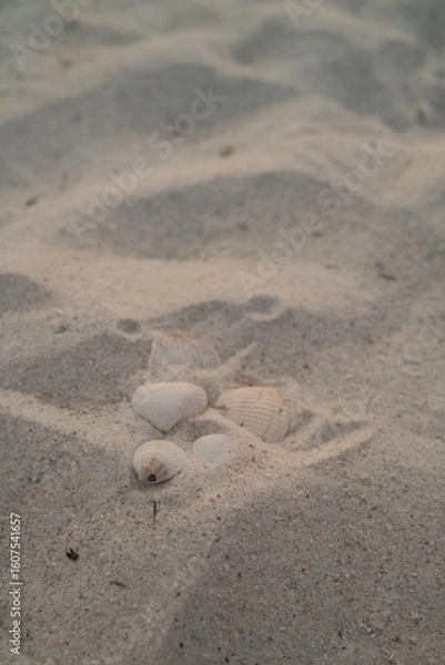 Obraz Ocean Beach Sand Seashells