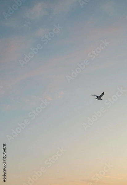 Obraz Ocean Sunset Sky Seagull Bird Flying