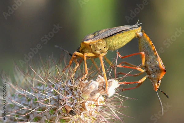 Obraz Punaise en train de s'accoupler