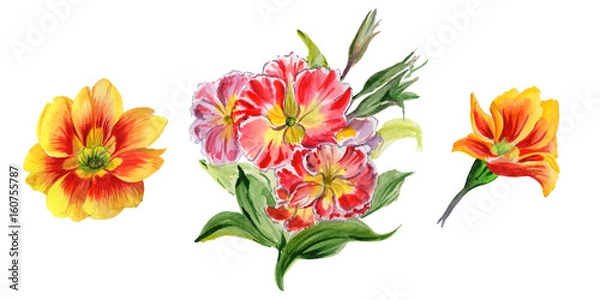 Obraz Wildflower viola flower in a watercolor style isolated.