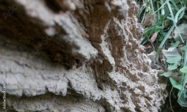 Fototapeta curves of tree