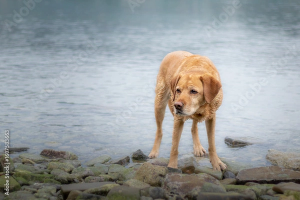 Fototapeta Yellow labrador retriever standing on the rocks in the water