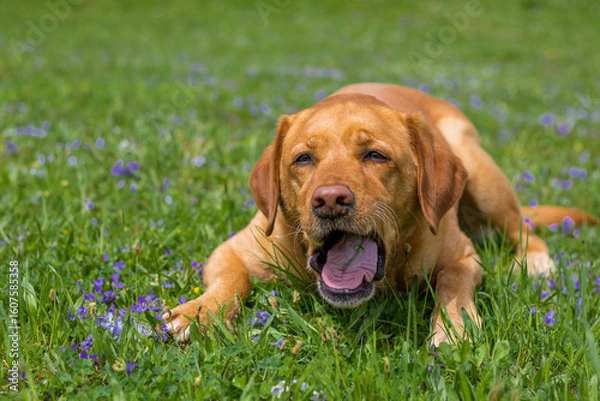 Obraz Cute yellow labrador chewing grass with an open mouth