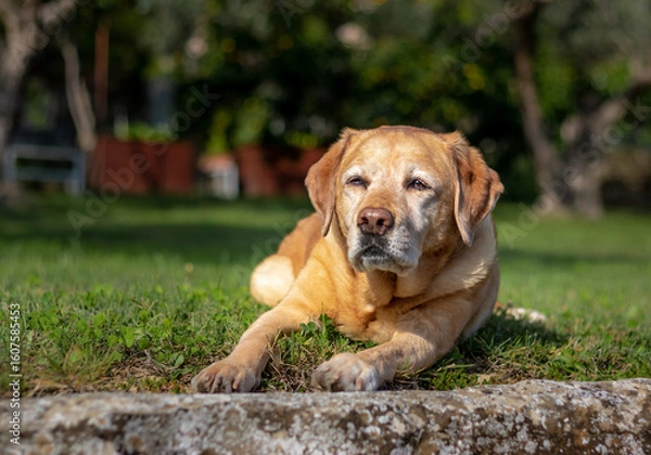 Obraz Yellow labrador laying in the grass