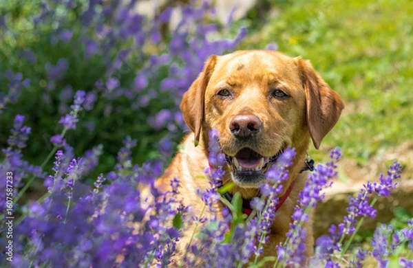 Obraz Fox red labrador dog posing behind lavander