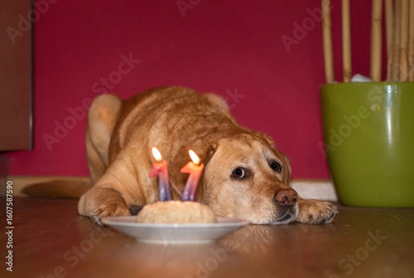 Obraz Cute fox red labrador retriever laying on the floor with a birthday cake 