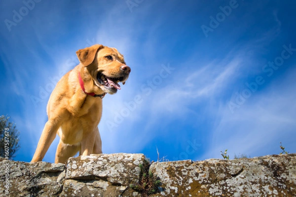 Obraz Cute fox red labrador photo from below the sky