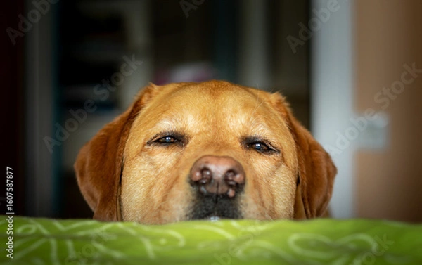 Obraz Grumpy fox red labradors face on the humans bed demanding attention