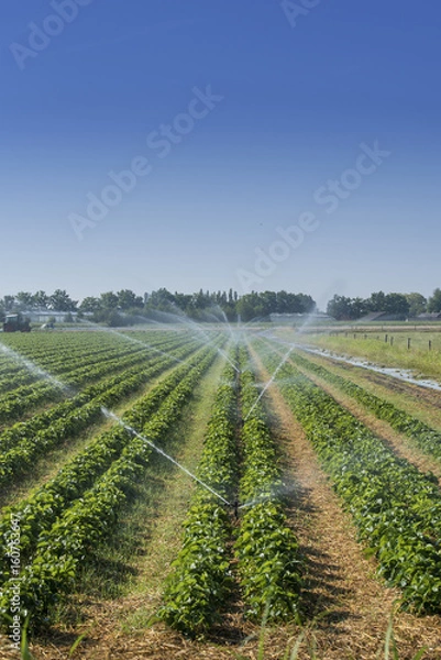 Obraz Irrigation at the field