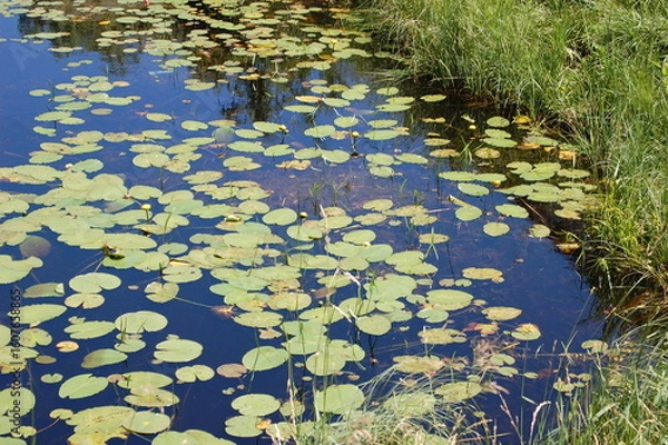 Fototapeta lilly pads