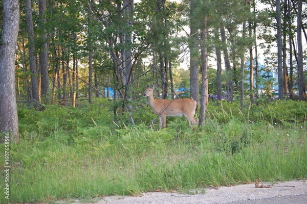 Fototapeta white tailed deer