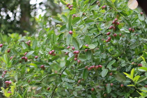 Fototapeta Fruit Tree