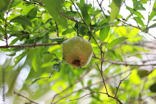 Obraz Pomegranate Tree